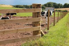 cows in a field behind a wooden fence