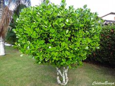 a large green bush in the middle of a yard with grass and bushes around it