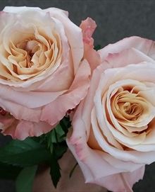 two pink roses in a vase with green leaves