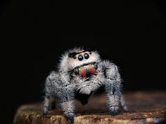 a close up of a spider on a piece of wood with its eyes wide open