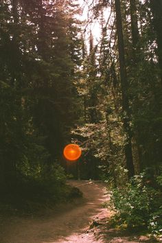 an orange frisbee is in the middle of a path through some tall trees