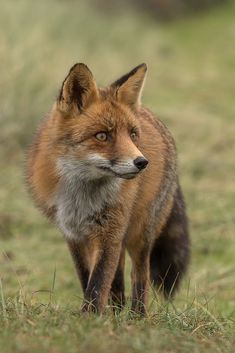 a close up of a small animal on a field