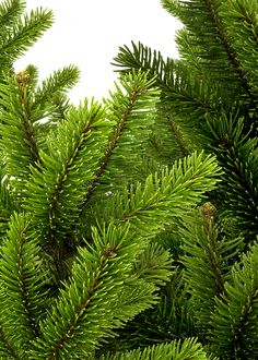 the branches of evergreen trees against a white background