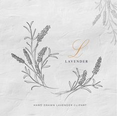 lavender flowers with the letter l in gold on a white paper background for a logo design