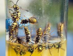 a group of bees in a jar filled with liquid