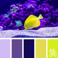 a yellow fish in an aquarium with purple and green color palettes on the bottom