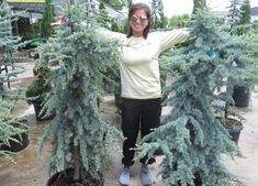 a woman is standing between two rows of blue christmas trees in the middle of a garden center