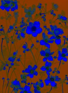 blue flowers against an orange background