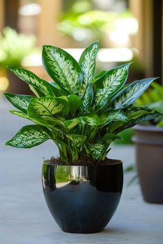 a potted plant sitting on top of a table