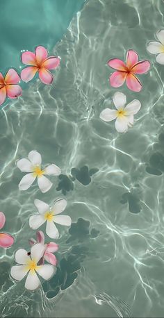 some pink and white flowers floating in water