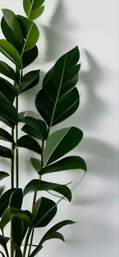 a green plant with long thin leaves on it