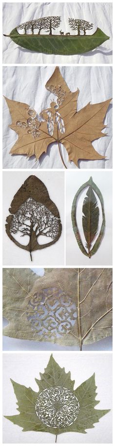 several different leaf shapes and designs are shown