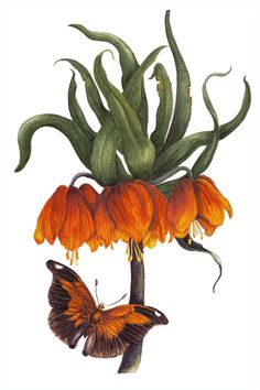 an orange butterfly sitting on top of a flower