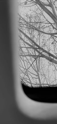 the view from an airplane window looking at trees and branches in black and white photo