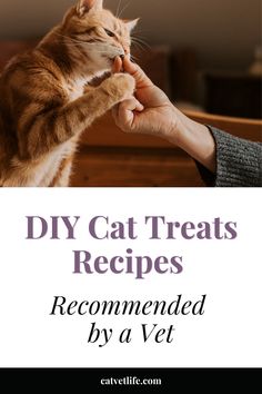 a cat is being petted by a person with the caption diy cat treats recipes recommended by a vet