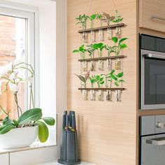 a kitchen with a potted plant hanging on the wall next to an oven and microwave