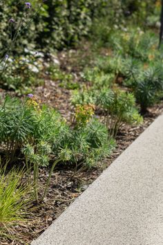 an orange cat sitting on the edge of a sidewalk next to flowers and plants in a garden