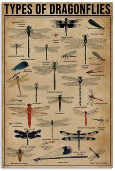 a poster with different types of dragonflies on it's back side, in front of a brick wall