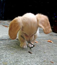 a small brown and white dog playing with a stick