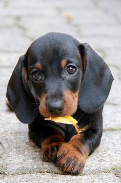 a small black and brown dog laying on top of a stone floor holding a piece of food in it's mouth