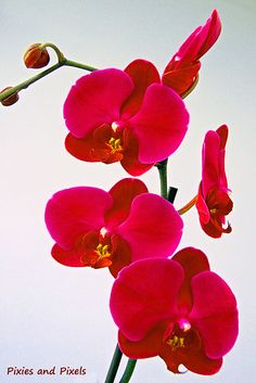 three red orchids with the sky in the background