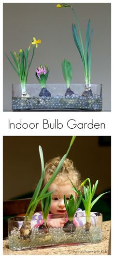 an indoor bubble garden with plants and rocks in it, and the words indoor bubble garden below