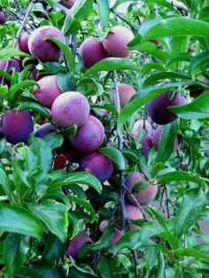 plums are growing on the branches of trees