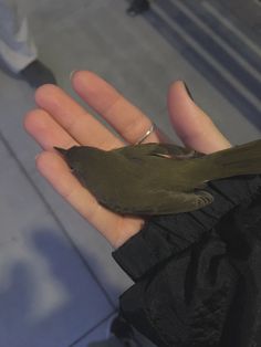 a small bird perched on the palm of someone's hand