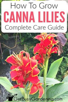 red and yellow flowers with text overlay that says how to grow canna lilies complete care guide