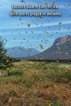 many birds flying in the air over a field with trees and mountains in the background that reads locuses swarm east africa with worst plague in decades