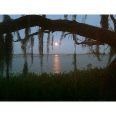 a full moon is seen through the branches of a tree over looking the water at dusk