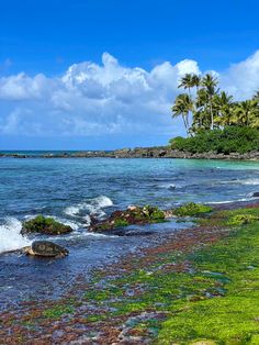 the beach is covered with green algae and palm trees