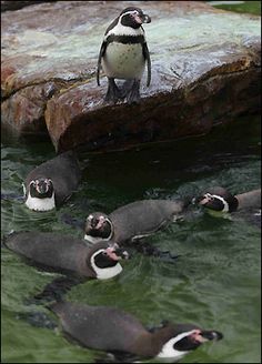 several penguins are swimming in the water together