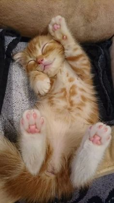 an orange and white cat laying on its back with it's paws stretched out