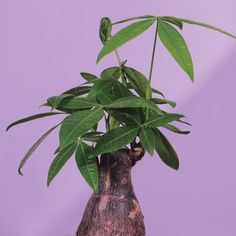 a potted plant with green leaves in it sitting on a wooden table next to a purple wall