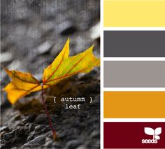 a yellow leaf is sitting on the ground in front of some color swatches and colors