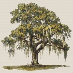 a large tree with spanish moss hanging from it's branches in front of a white background