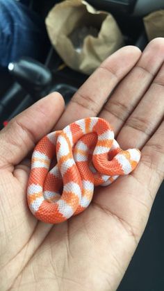 an orange and white snake in someone's hand