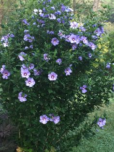 a bush with purple flowers growing in it