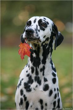 a dalmatian dog with a leaf in its mouth