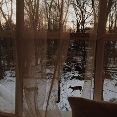 a dog is looking out the window at the snow covered ground and trees in the distance