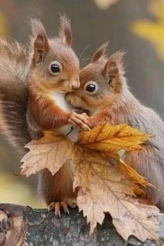 two squirrels sitting on top of a tree branch next to each other with leaves around them