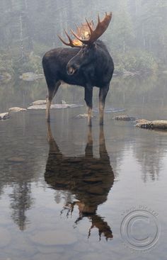 a moose is standing in the water with its head on it's hind legs