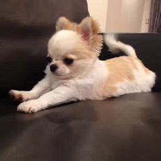 a small white and brown dog laying on top of a black couch