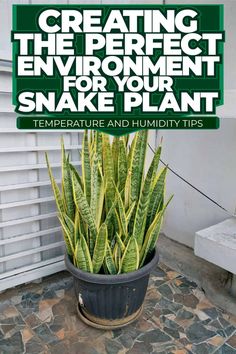 Snake Plant Environment: Temperature and Humidity Tips Snake Plant Decor, Inside House Plants, Plants Low Light, Plants In Jars, Indoor Plants Low Light, Snake Plant Care, Houseplants Low Light, Planting Sunflowers