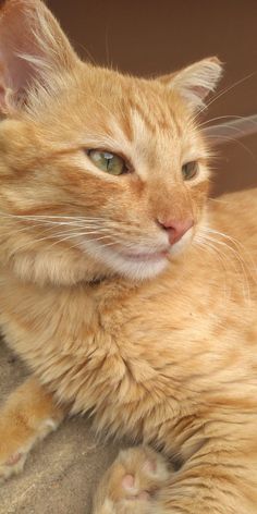 an orange cat laying on top of a carpet next to a wall and looking at the camera