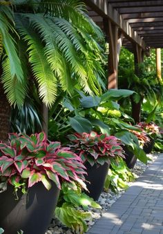 there are many different plants in the planters