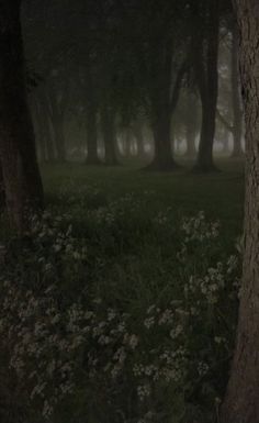 the woods are foggy and full of flowers