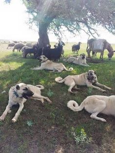 a group of dogs laying on the ground under a tree with horses in the background