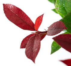 red leaves with water droplets on them against a white background